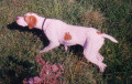 Pedigree SHEILA DES COLLINES DU MAGNOAC Pedigree SHEILA DES COLLINES DU MAGNOAC